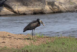 African Openbill
