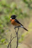 African Stonechat