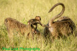 Inquisitive young Baboon
