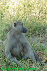 Baboon