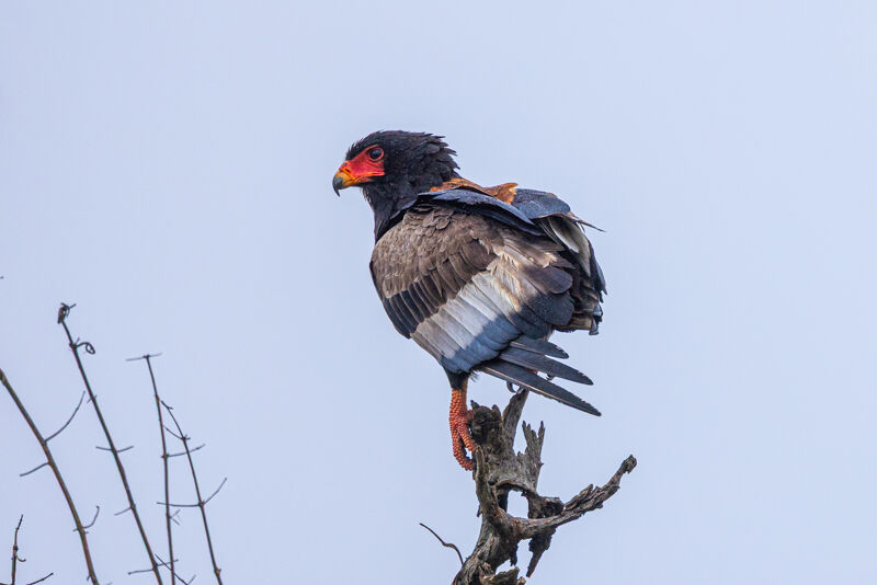 Bateleur