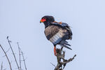 Bateleur