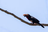 Bearded Barbet