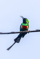 Beautiful Sunbird