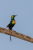 Beautiful Sunbird