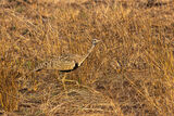 Black-bellied Bustard
