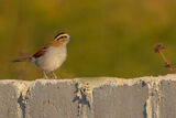 Black-crowned Tchagra