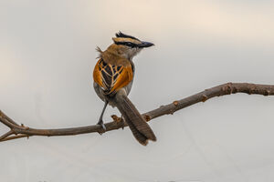 Black-crowned Tchagra