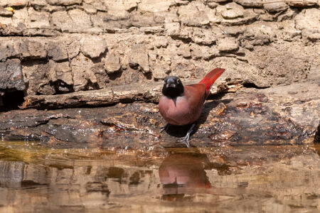 Black-faced Firefinch