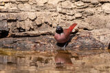Black-faced Firefinch