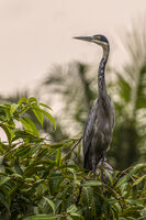 Black-headed Heron