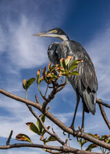 Black-headed Heron