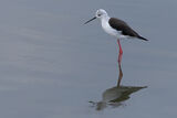 Black-winged Stilt