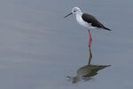 Black-winged Stilt