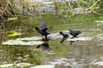 Black Crake family