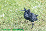 Black Heron on a windy day