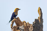Blue-bellied Roller