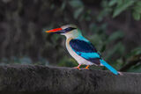 Blue-breasted Kingfisher