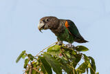 Brown-necked Parrot
