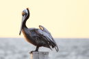 Brown Pelican