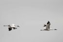 Whooping Cranes