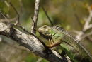Iguana