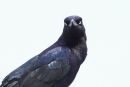 Boat-tailed Grackle