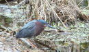 Green Heron