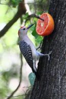 Golden-fronted Woodpecker