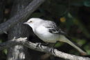 Northern Mockingbird