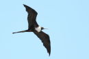 A female Magnificent Frigatebird