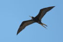 A male Magnificent Frigatebird