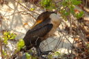 Double-crested Cormorant