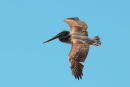 Brown Pelican in flight