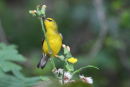 Blue-winged Warbler
