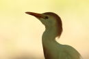 Cattle Egret