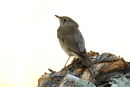 Same Gray-cheeked Thrush enlarged