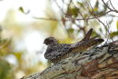 Antillean Nighthawk