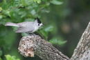 Black-crested Titmouse