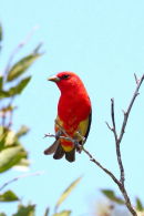 Scarlet Tanager