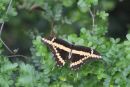 Giant Swallowtail