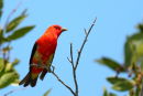 Same Scarlet Tanager as previous shot