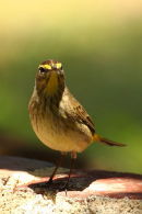 Palm Warbler