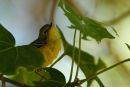 Yellow-bellied Flycatcher