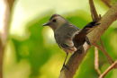 Gray Catbird