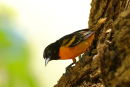 Northern (or Baltimore ) Oriole