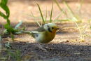 Leucistic Hooded Warbler