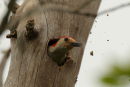 Red-bellied Woodpecker