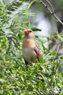 Cardinal