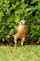 Red-shouldered Hawk